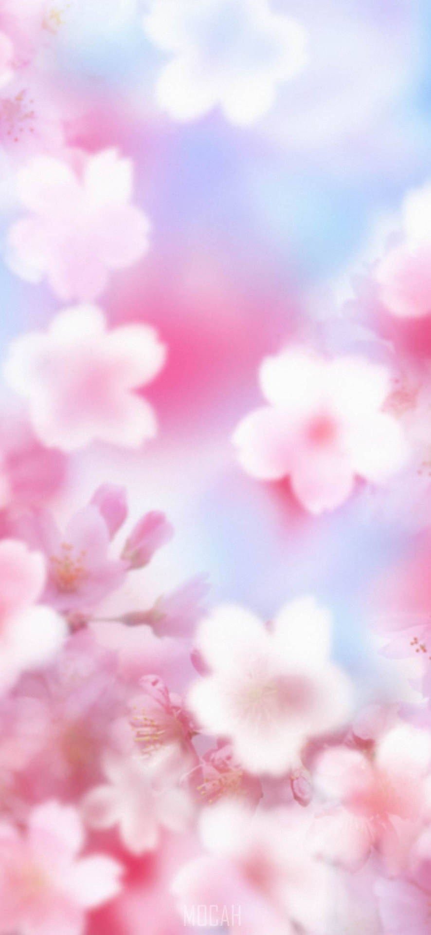 Zoom Flower Cherry Blossom Phone Background