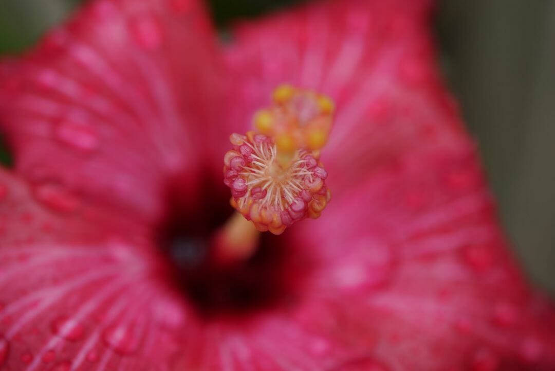 Zoom Flower Hibiscus Pink