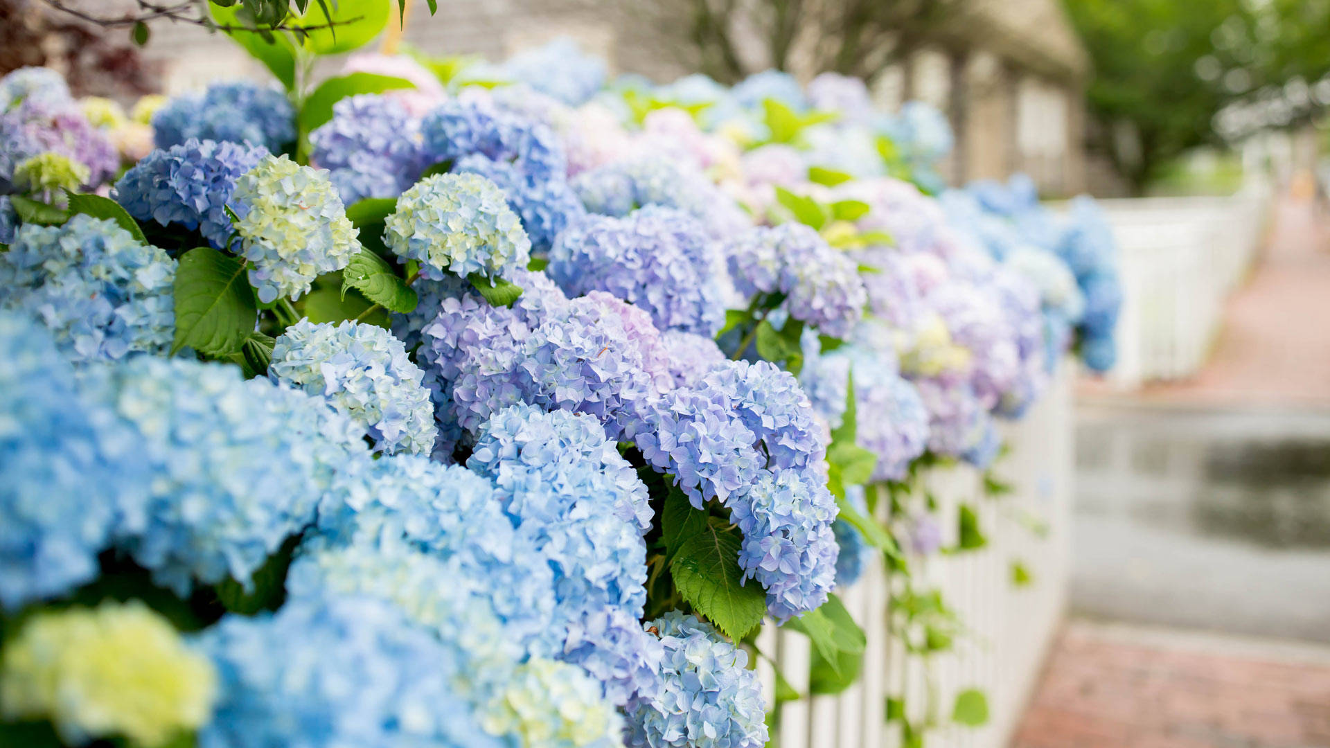 Zoom Flower Hydrangeas On Fence