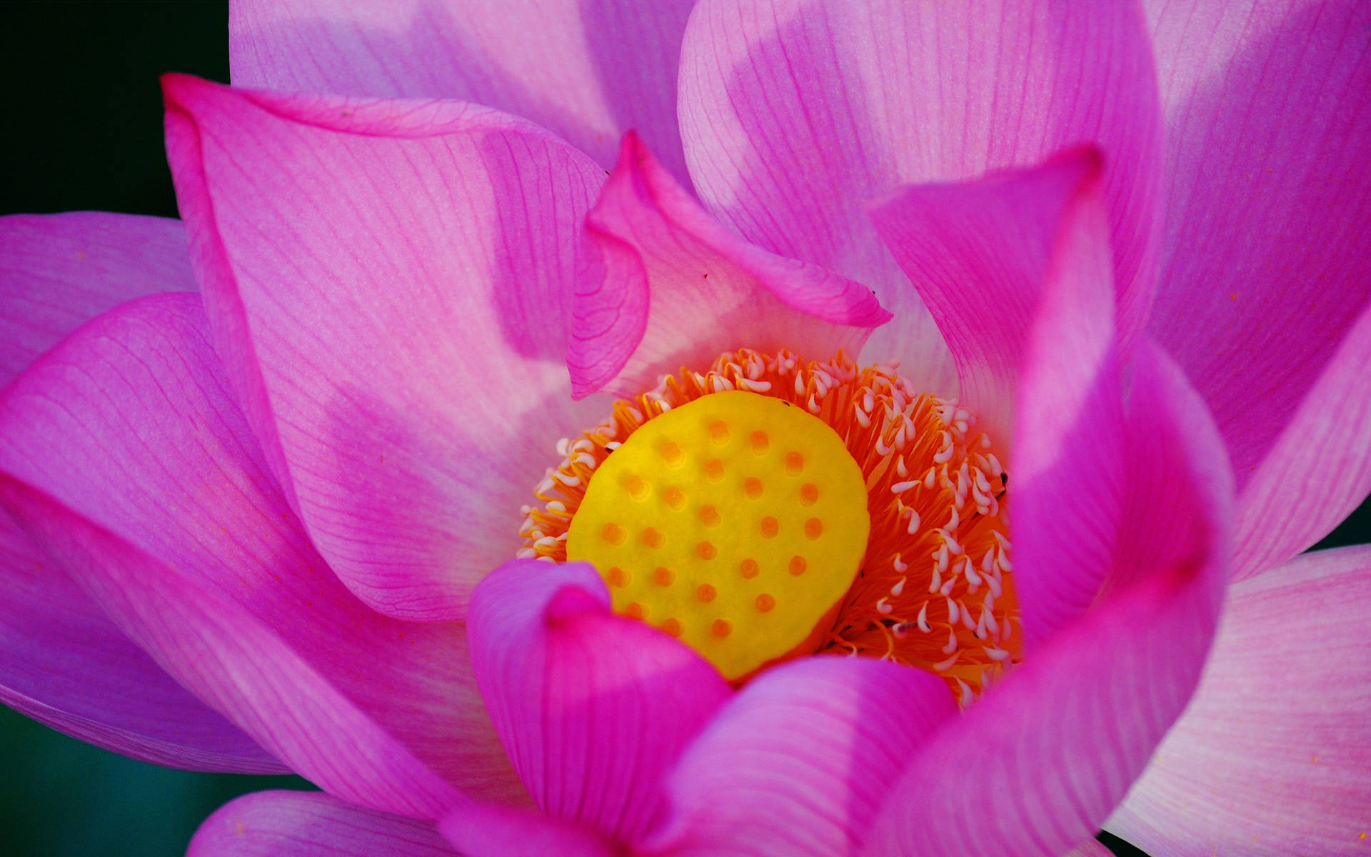 Zoom Flower Pink Lotus