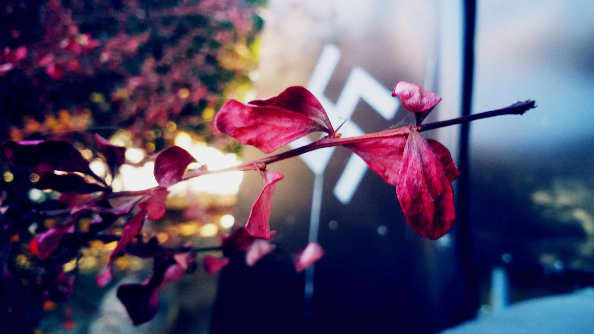 Zoom Flower Pink On Stem Background