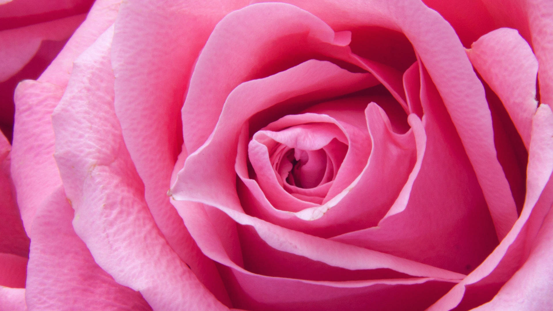 Zoom Flower Pink Rose Petals