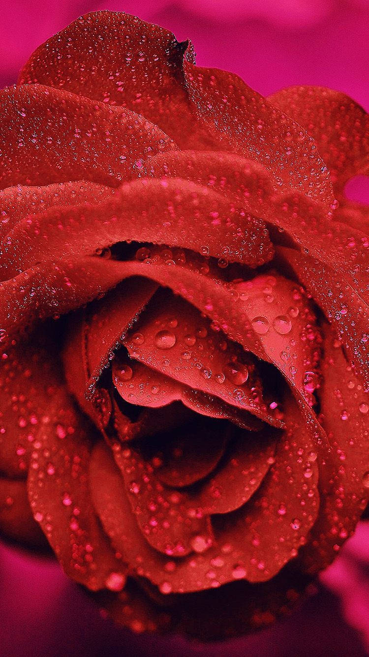 Zoom Flower Red Rose With Water Droplets