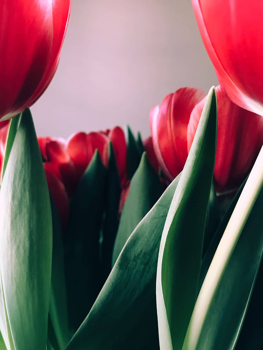 Zoom Flower Red Tulips Phone Background