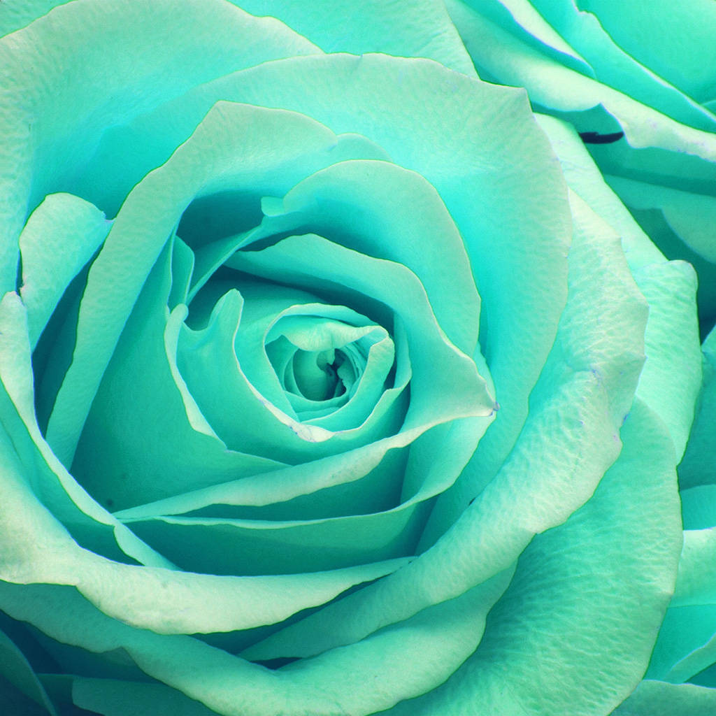 Zoom Flower Turquoise Rose