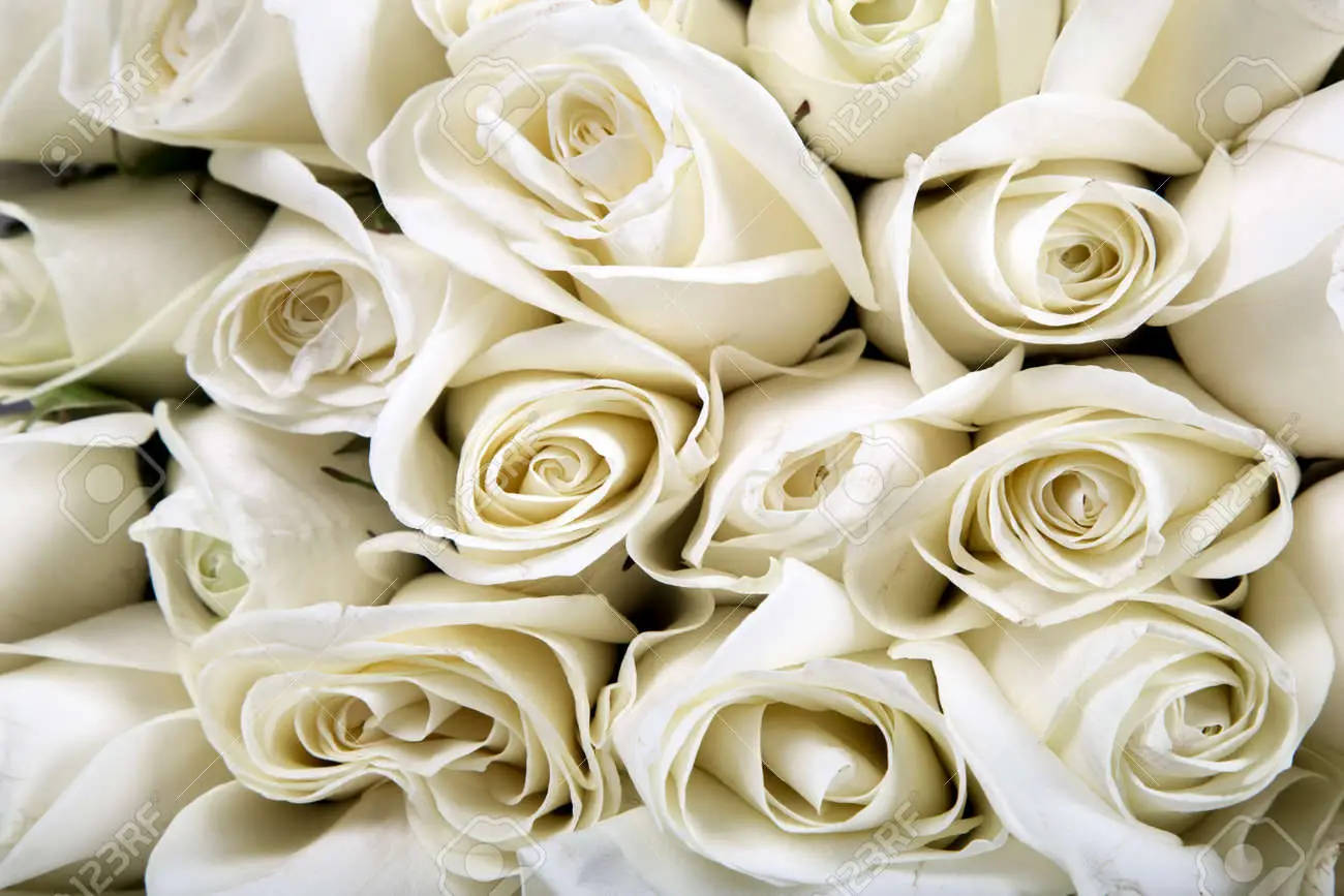 Zoom Flower White Rose