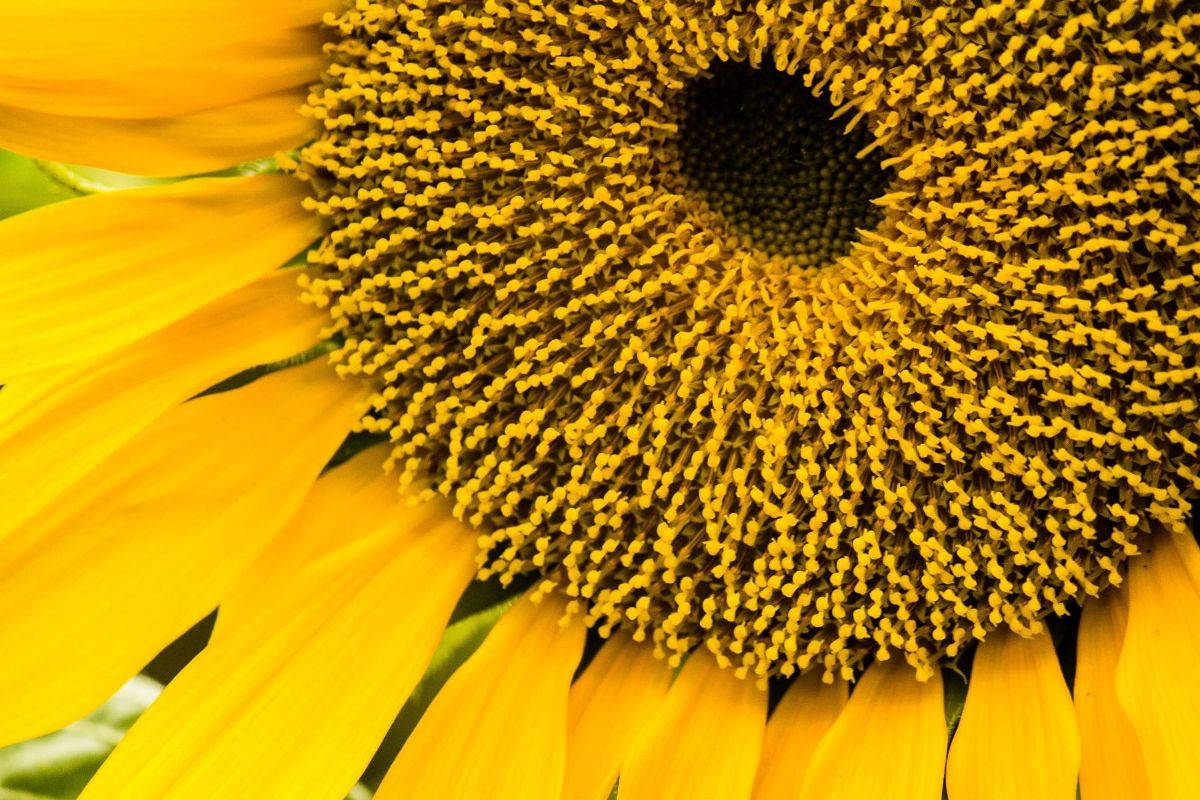 Zoom Flower Yellow Sunflower Background