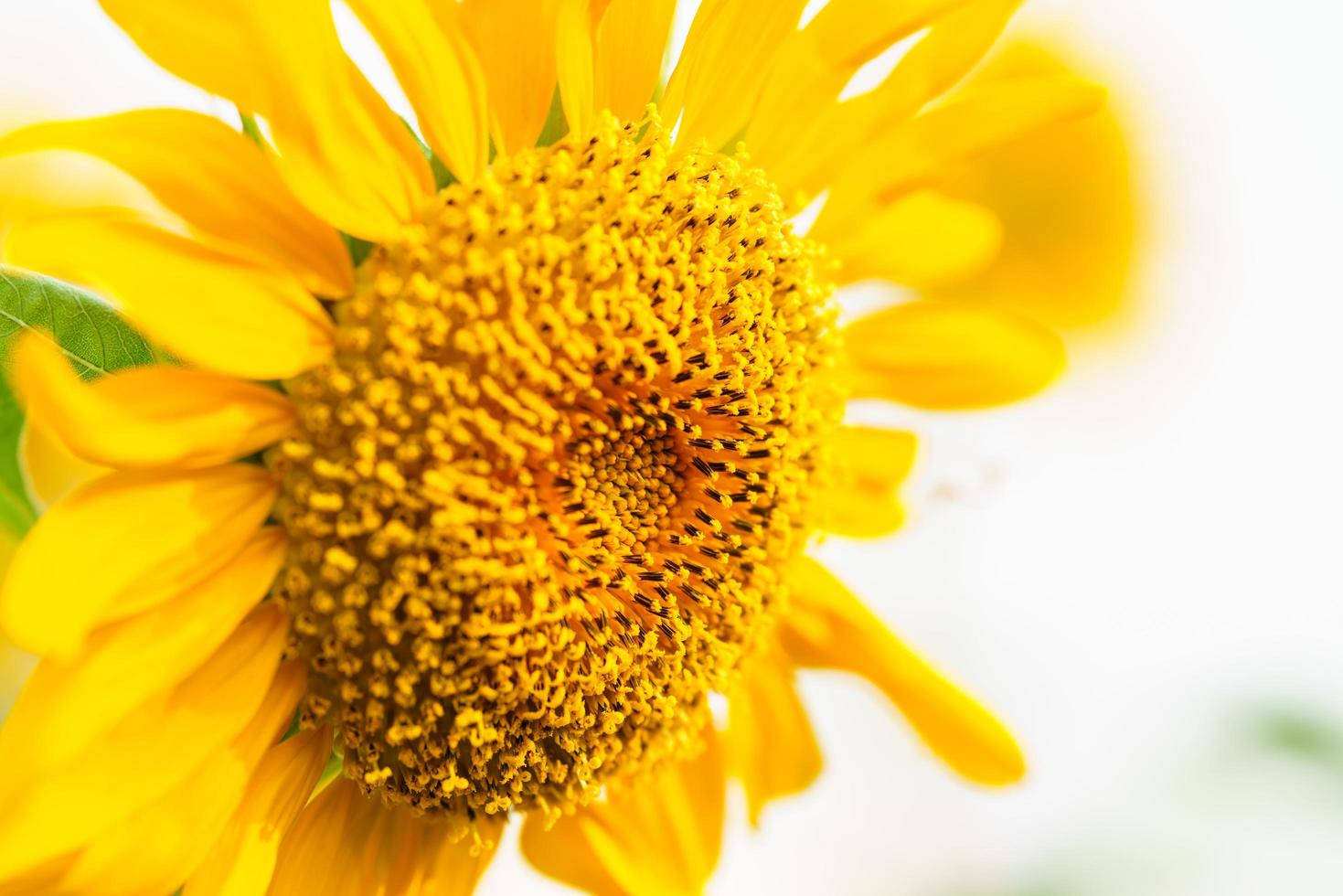 Zoom Flower Yellow Sunflower Seeds