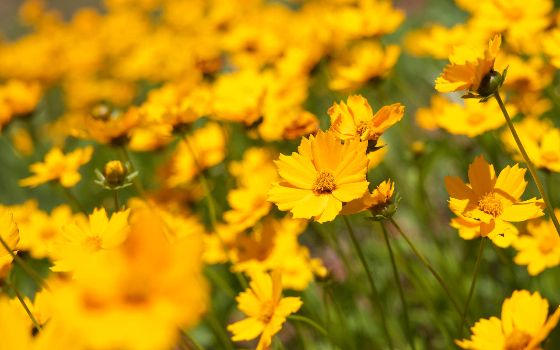 Zoom In And Explore The Intricate Beauty Of This Colourful Flower