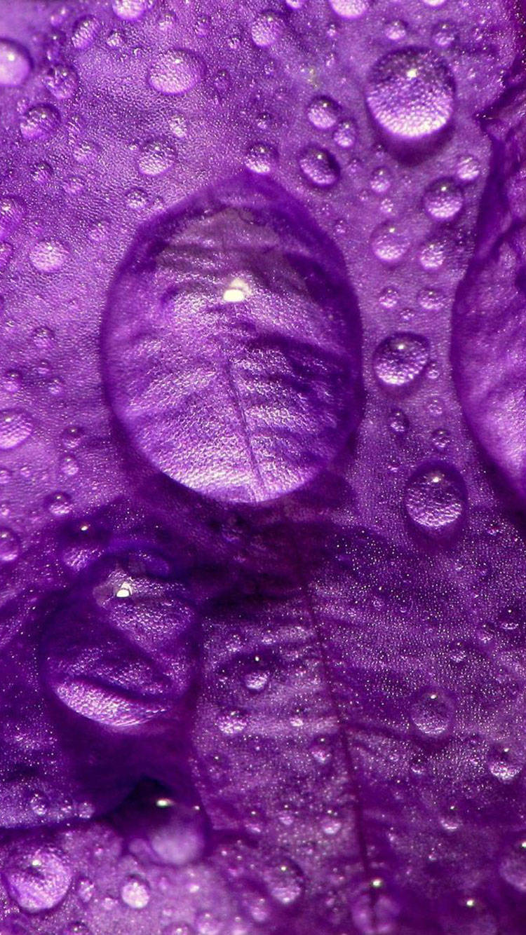 Zoom-in Dewdrop Purple Iphone Background