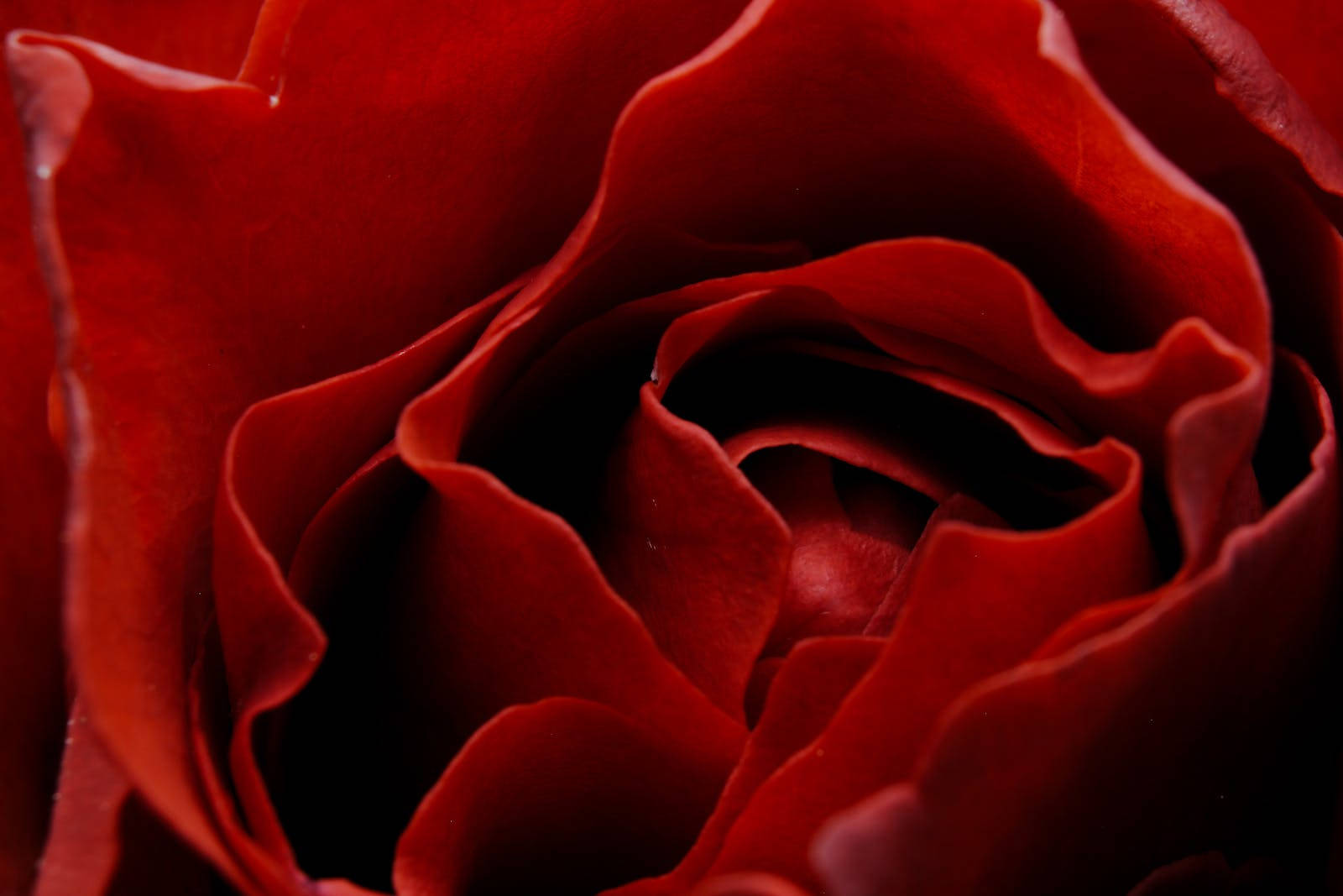 Zoom Red Rose Hd Background