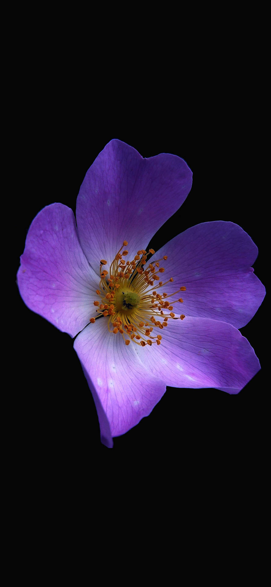 Zoomed Aesthetic Purple Flower Background