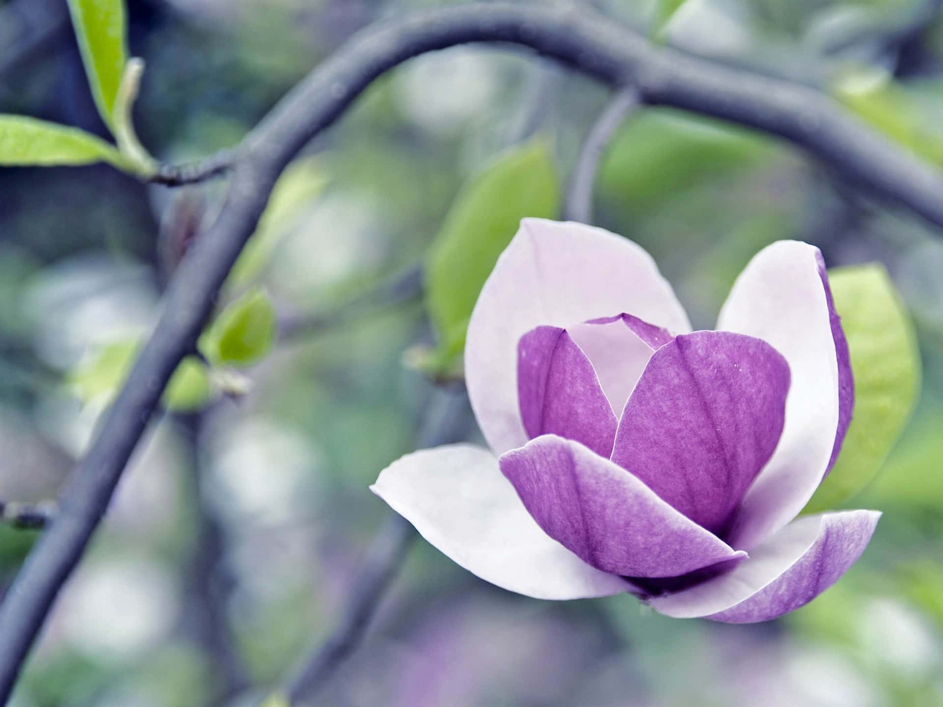 Zoomed Hd Lovely Magnolia Flower