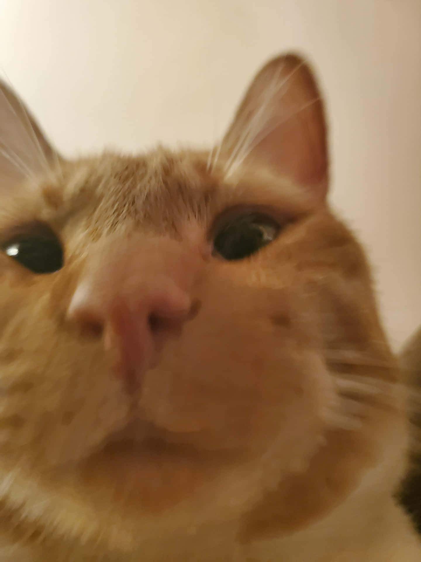 Zoomed-in Cute Cat Pfp