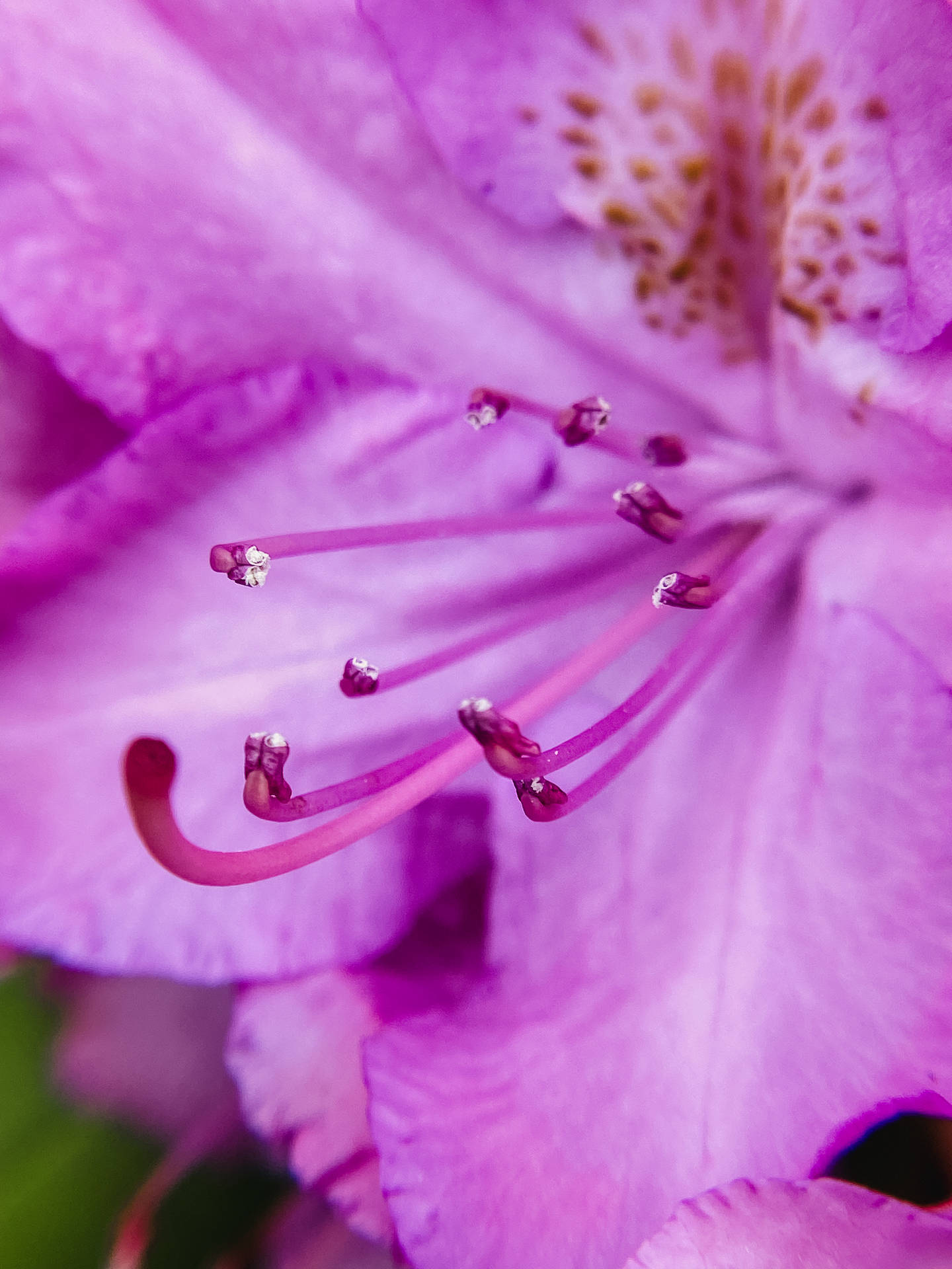 Zoomed-in Flower Purple Iphone