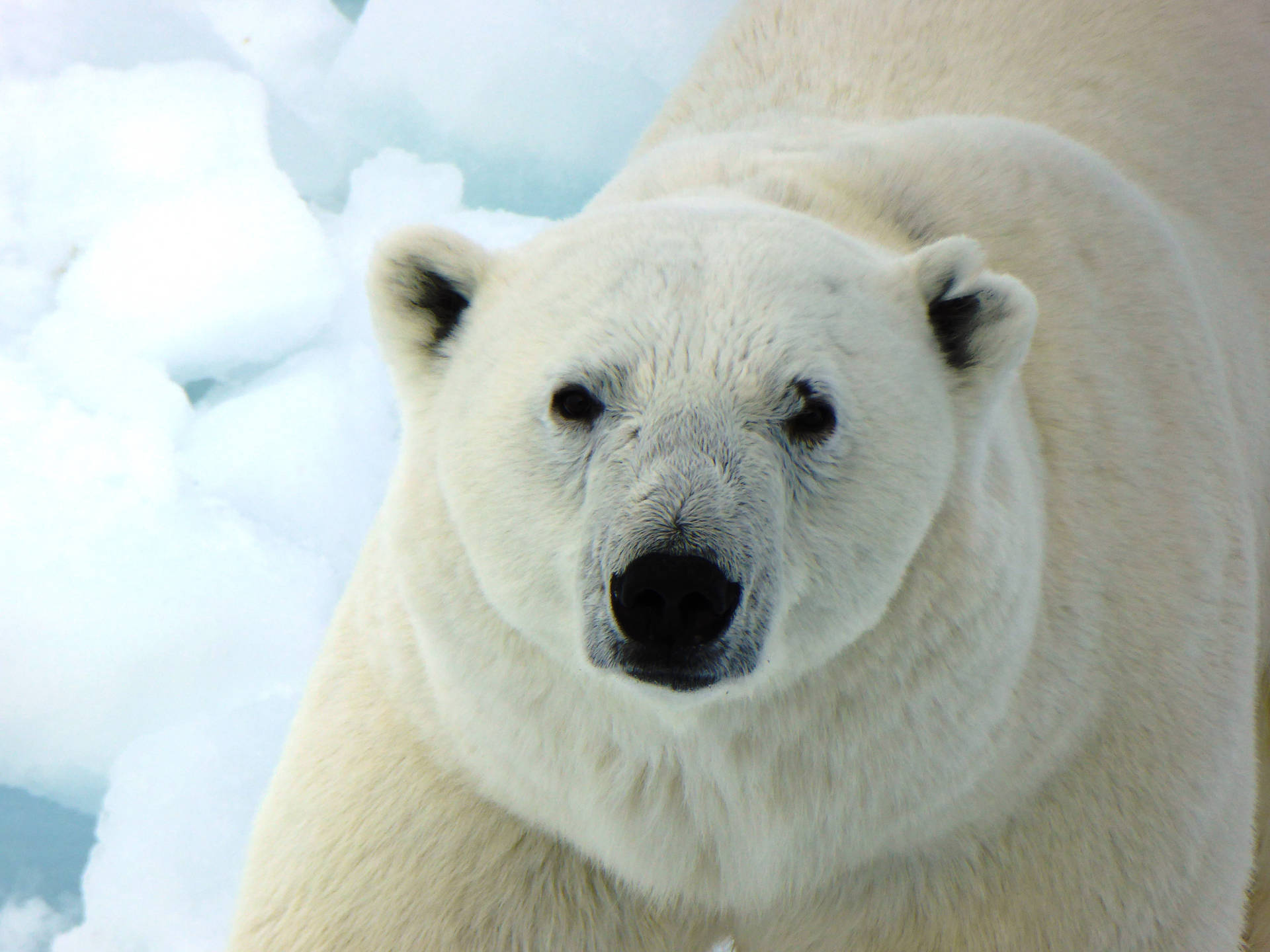 Zoomed-in Photograph Polar Bear Background