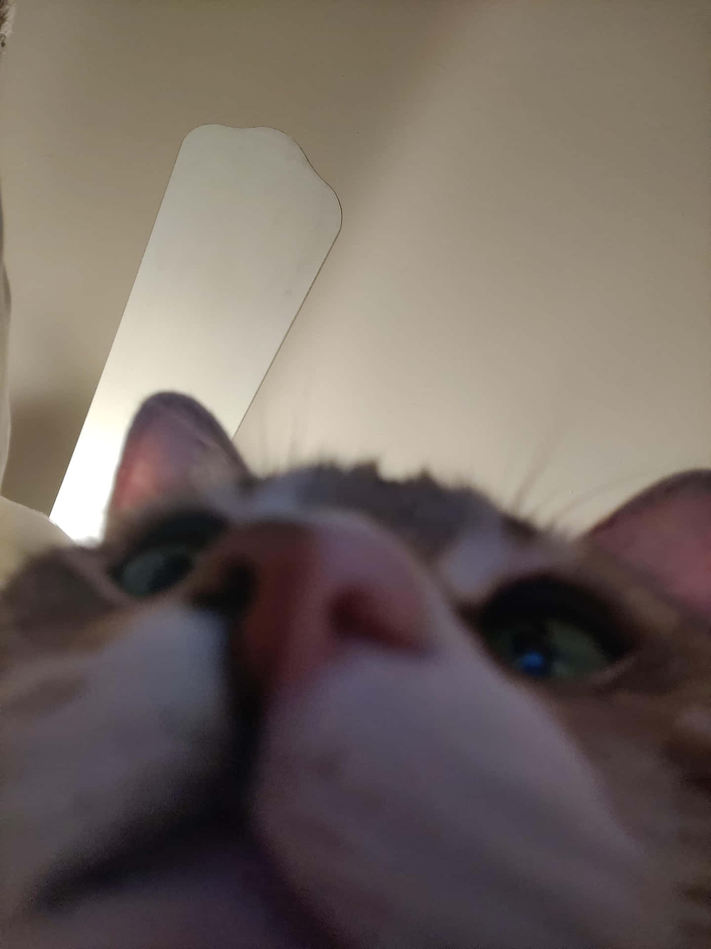 Zoomed Nose Cute Cat Pfp Background