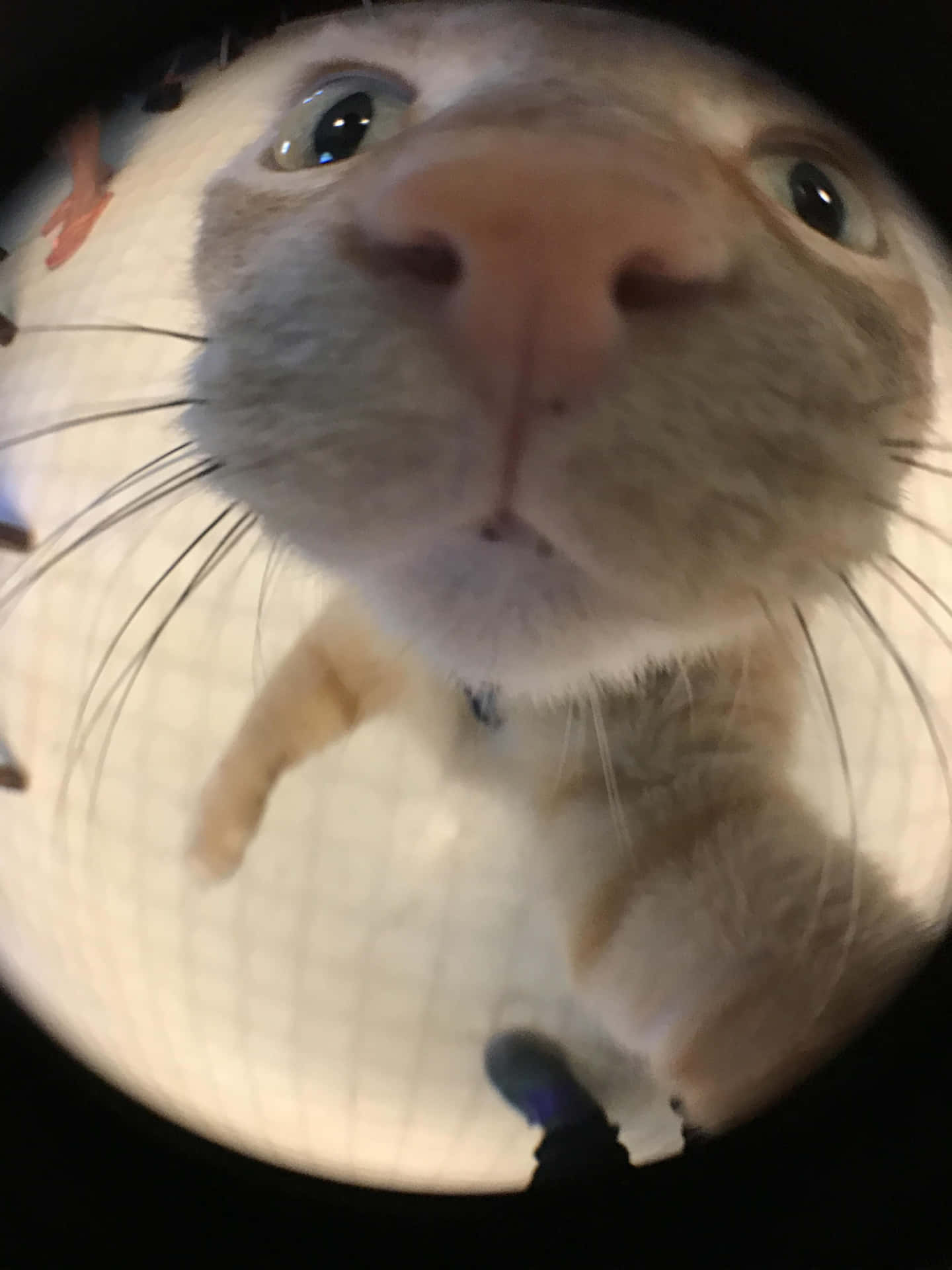 Zoomed Nose Cute Cat Pfp Background