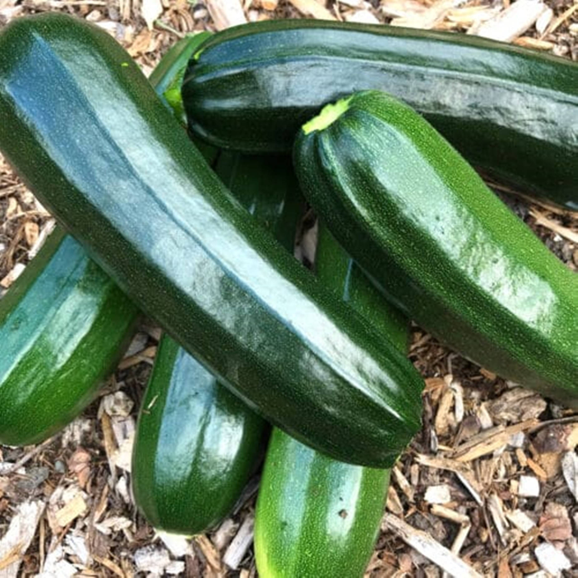 Zucchini Black Beauty Vegetable Variety Background