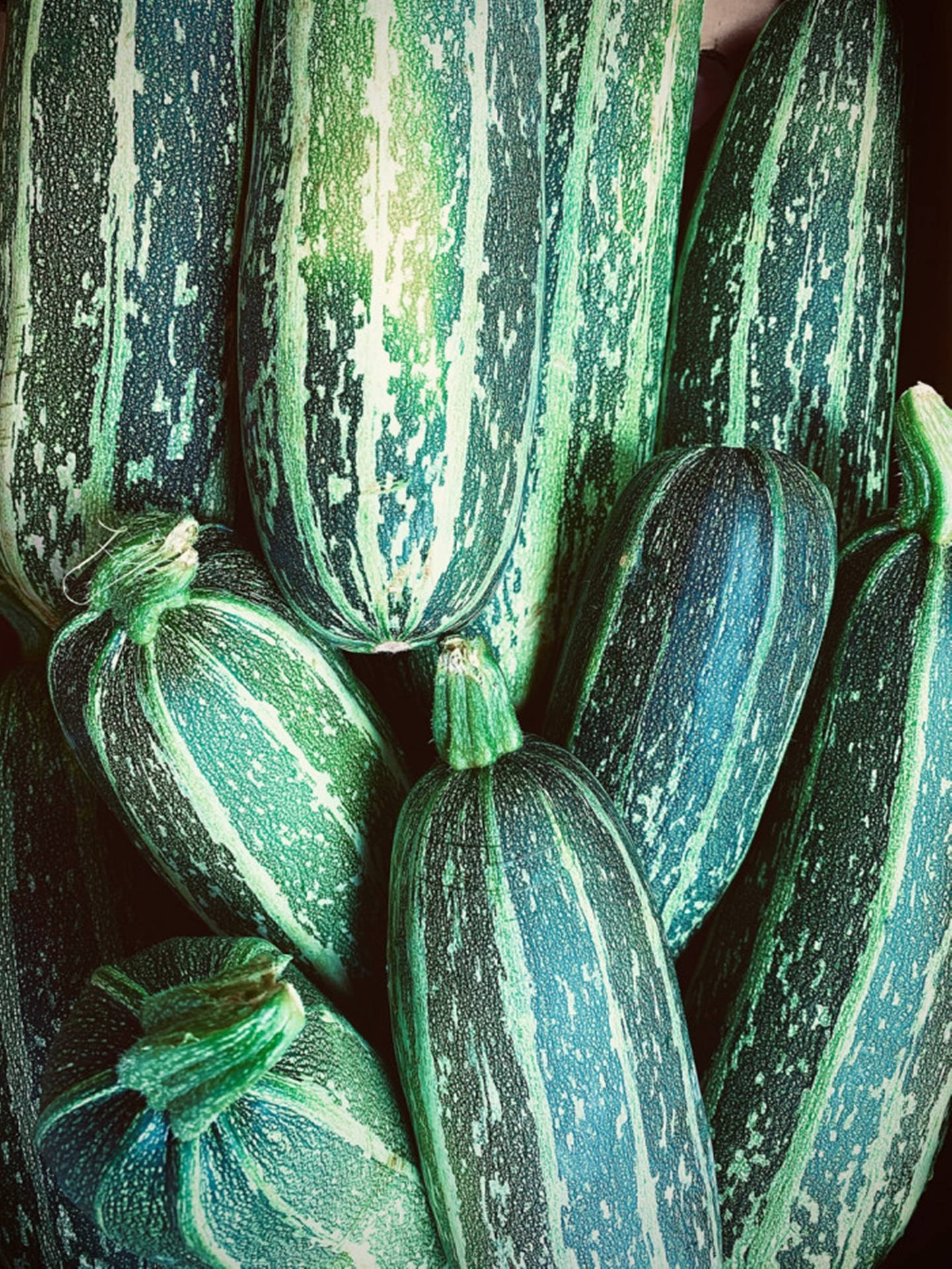 Zucchini Marrow Tiger Variety Background