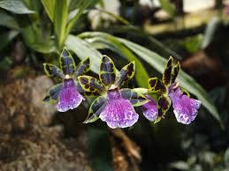 Zygopetalum Orchid Variety Background